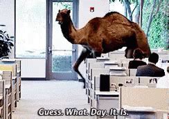humplex gif|Humpity Hump Hump Hump GIFs .